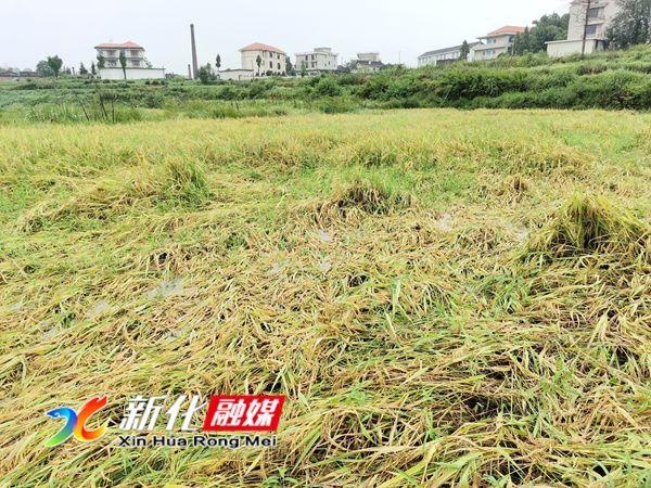 雨水多造成中稻倒伏，稻谷生芽，多部門聯合深入田間地頭實地察勘理賠