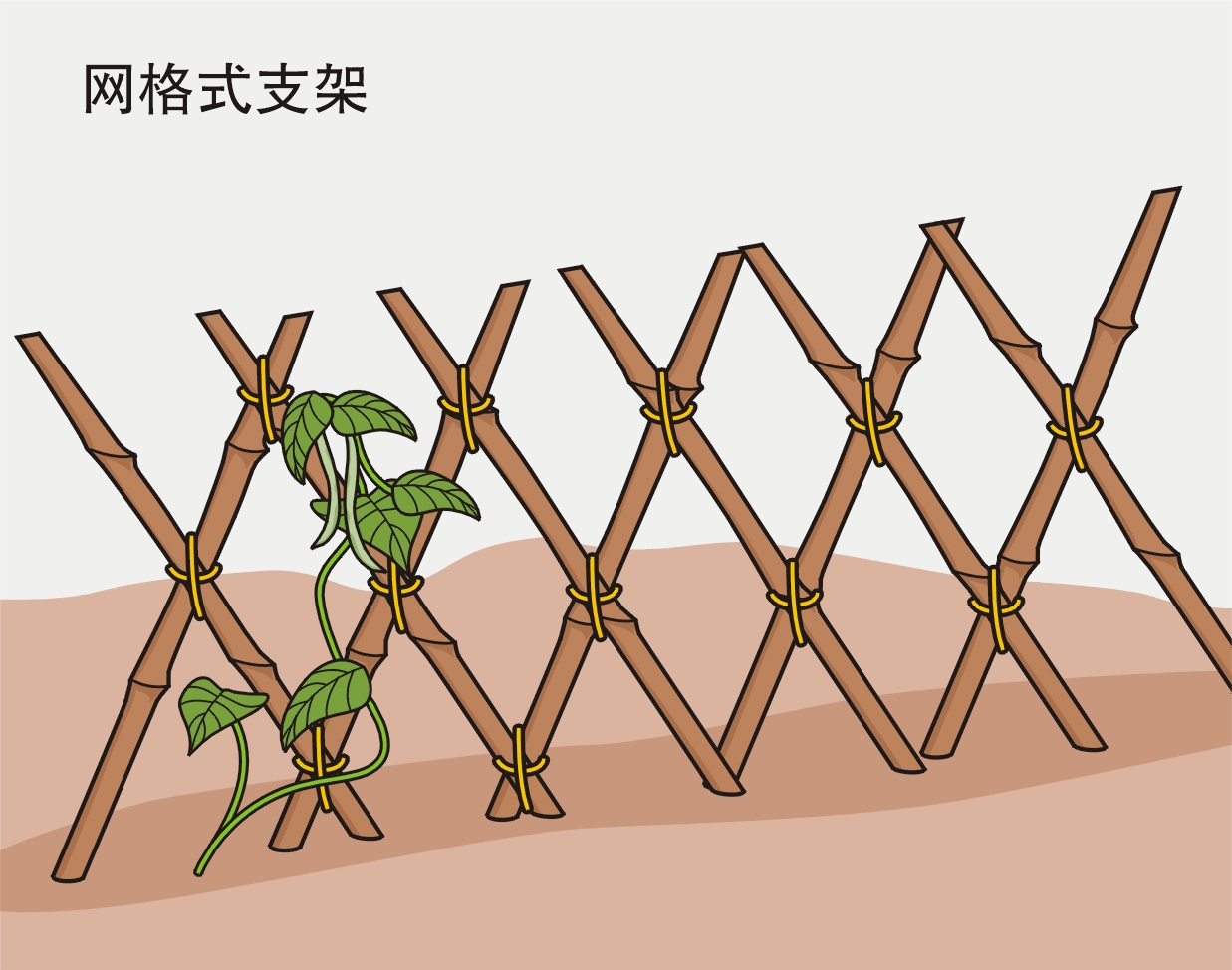 農(nóng)業(yè)勞動(dòng)實(shí)踐活動(dòng)：給喜歡爬藤的蔬菜作物搭立生長支架？