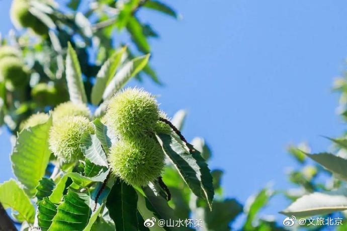 中國國際花生年會在山東文登召開，懷柔區(qū)第八屆長城板栗文化即將開幕