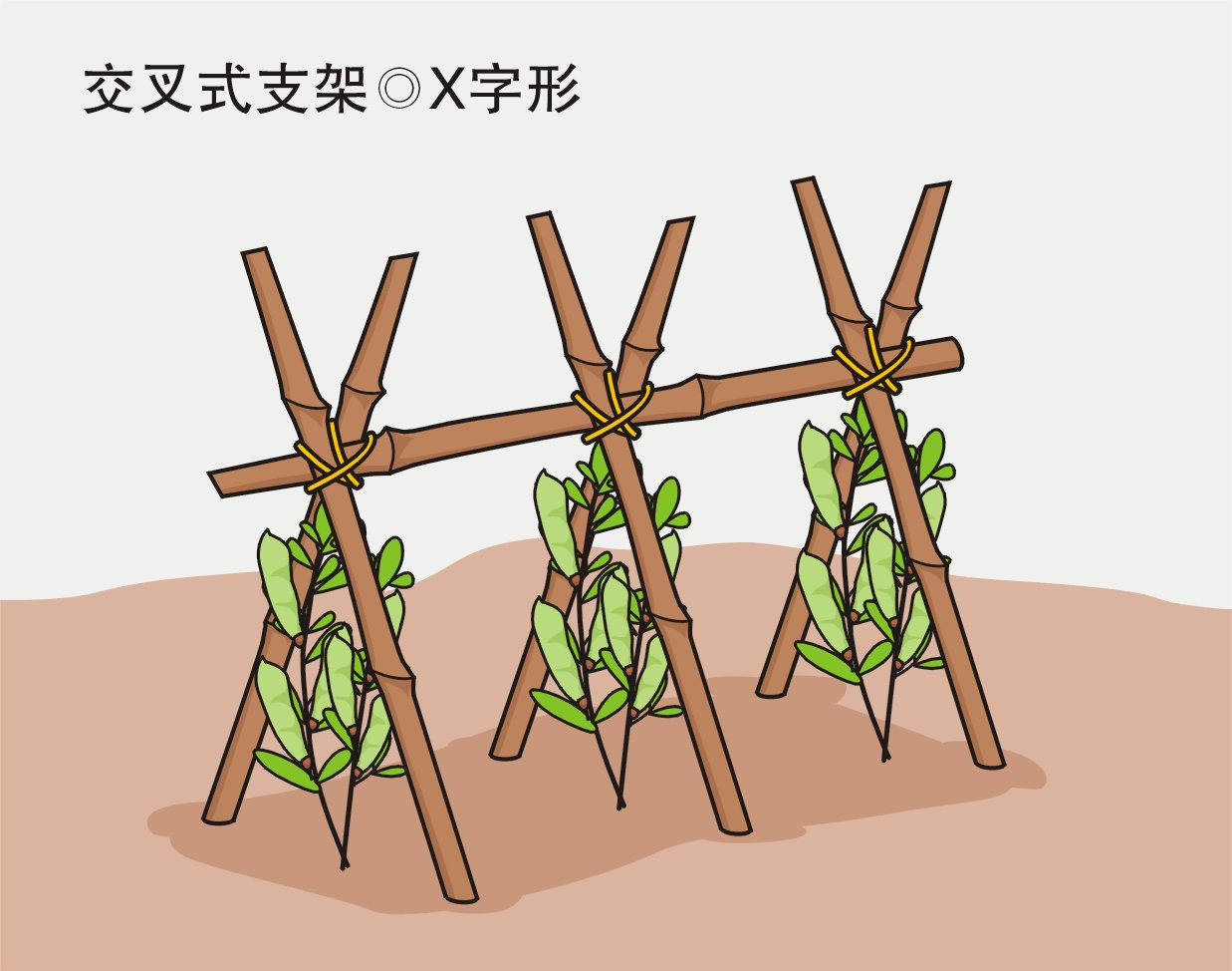 農(nóng)業(yè)勞動(dòng)實(shí)踐活動(dòng)：給喜歡爬藤的蔬菜作物搭立生長支架？