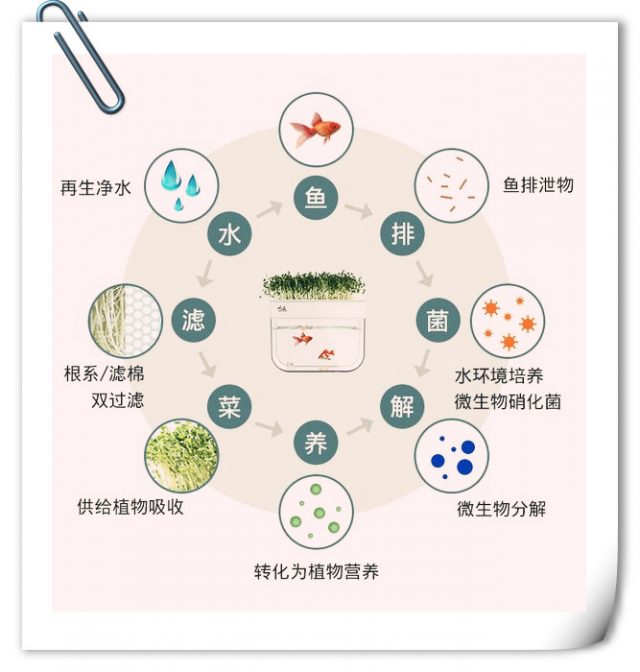 生態(tài)循環(huán)農(nóng)業(yè)研學(xué)課程：搭建一套“魚菜共生”生態(tài)系統(tǒng)