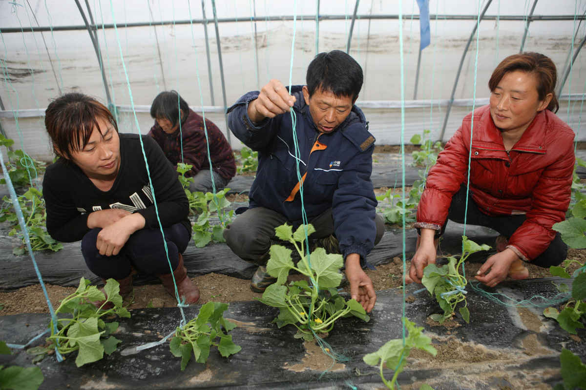 農(nóng)業(yè)勞動(dòng)實(shí)踐活動(dòng)：給喜歡爬藤的蔬菜作物搭立生長支架？