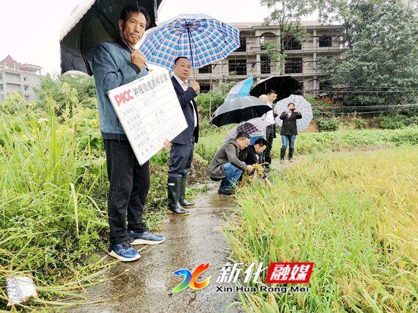 雨水多造成中稻倒伏，稻谷生芽，多部門聯合深入田間地頭實地察勘理賠