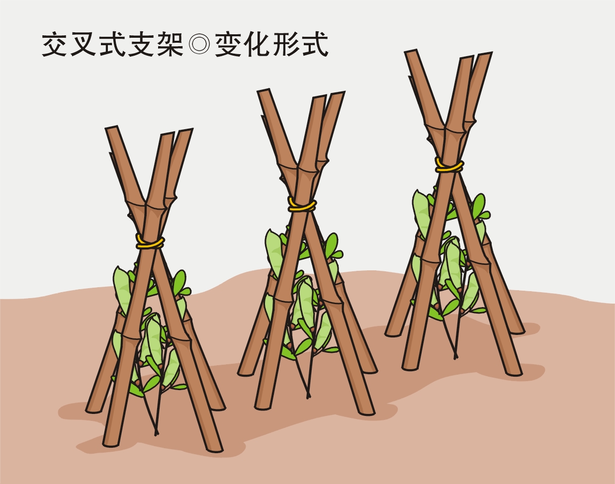 農(nóng)業(yè)勞動(dòng)實(shí)踐活動(dòng)：給喜歡爬藤的蔬菜作物搭立生長支架？