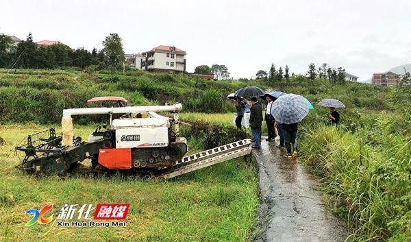 雨水多造成中稻倒伏，稻谷生芽，多部門聯合深入田間地頭實地察勘理賠