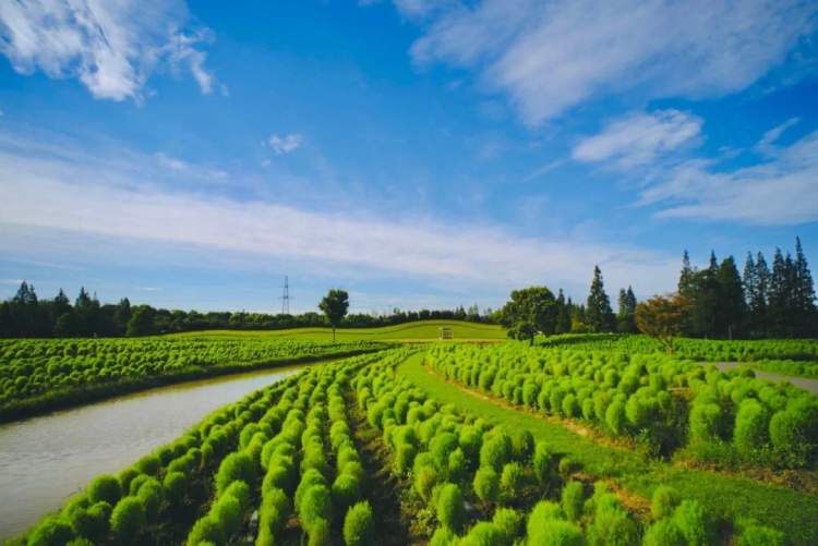 金山花開海上生態(tài)園喊你來賞花！地膚+格桑花文化旅游節(jié)