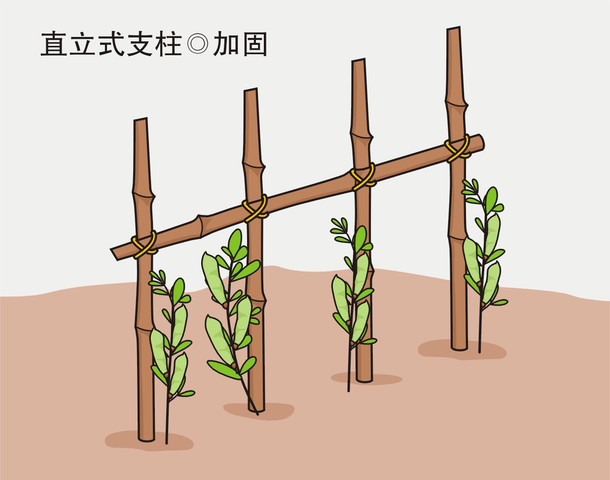 農(nóng)業(yè)勞動(dòng)實(shí)踐活動(dòng)：給喜歡爬藤的蔬菜作物搭立生長支架？