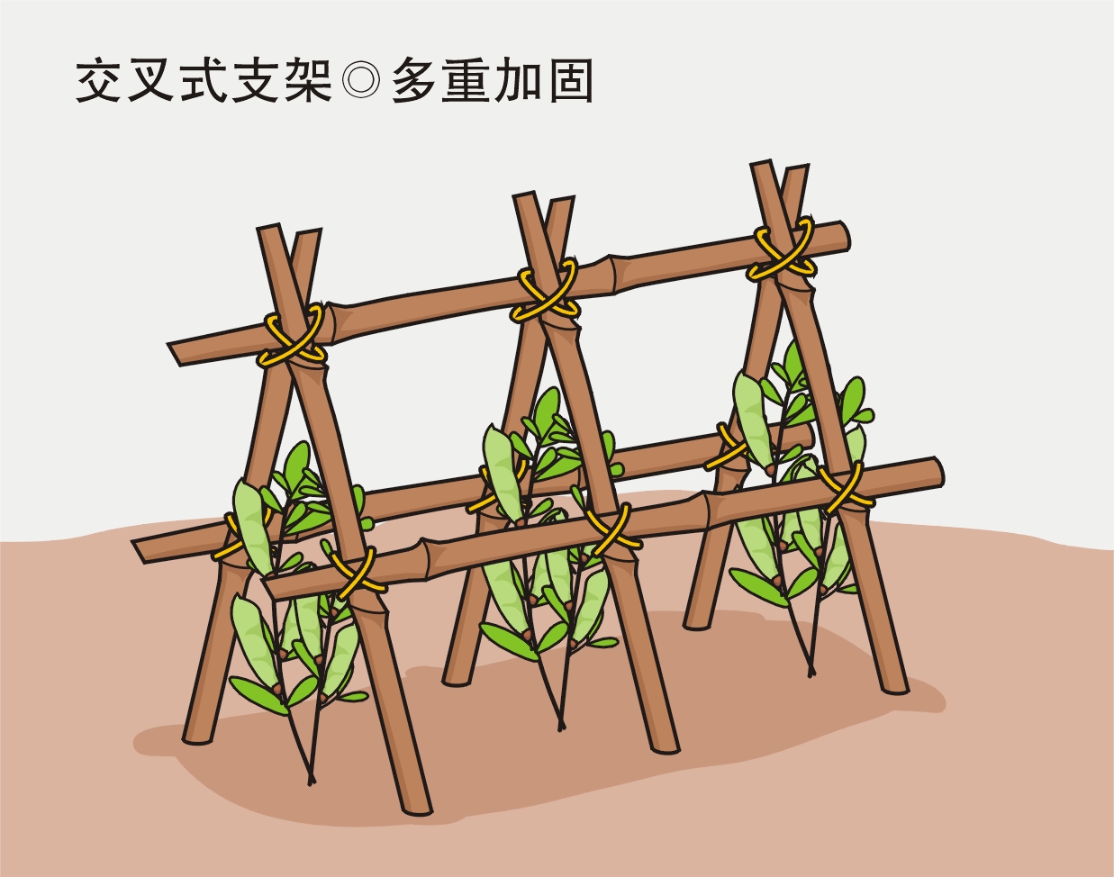 農(nóng)業(yè)勞動(dòng)實(shí)踐活動(dòng)：給喜歡爬藤的蔬菜作物搭立生長支架？