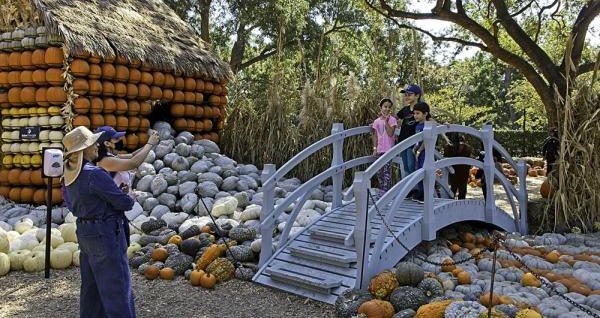 南瓜造景美圖：美國達(dá)拉斯植物園的“南瓜小鎮(zhèn)”