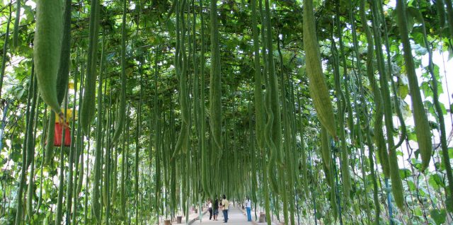 為城市定制農(nóng)田，摩天大樓里種菜……都市農(nóng)業(yè)的創(chuàng)意居然這么多！會是中國農(nóng)業(yè)的新未來嗎？