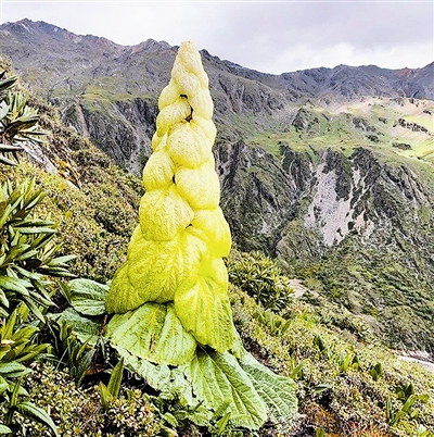 青藏高原神奇的寶塔植物：昆蟲的“五星級酒店”