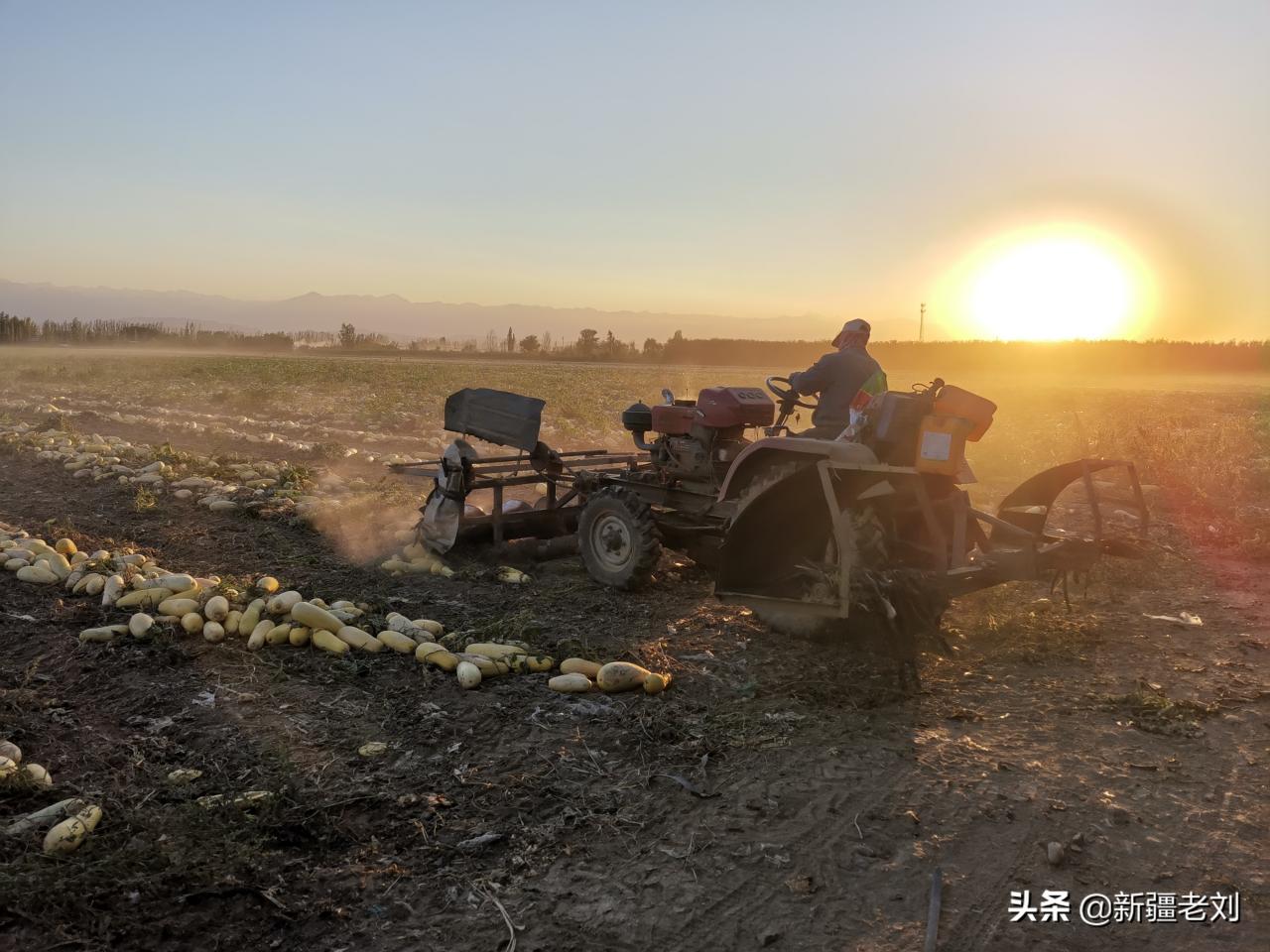 這種農(nóng)作物原來以為只是吃，現(xiàn)在才知道是制作化妝品的原料