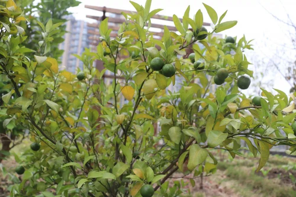 介紹一所幼兒園的自然教育與勞動(dòng)課程，家長(zhǎng)和孩子們超喜愛