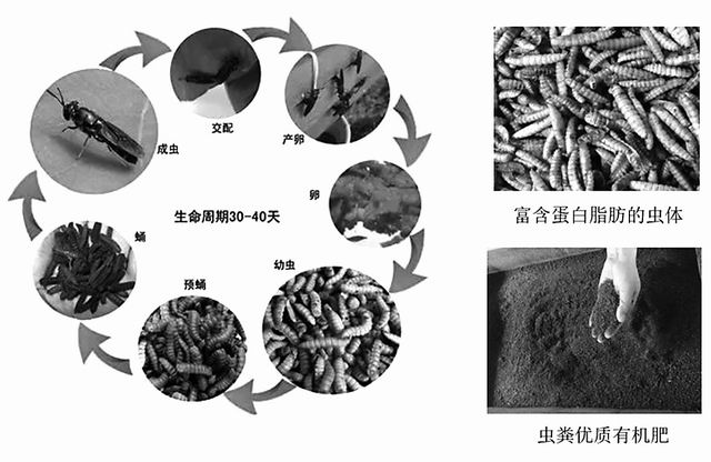 小小黑水虻催生萬億級產(chǎn)業(yè)，三年多就能收回投資的環(huán)?？萍柬椖? width=