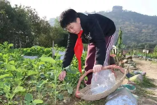 如何在中小學開展勞動教育？這所小學的“新勞動教育”值得點贊