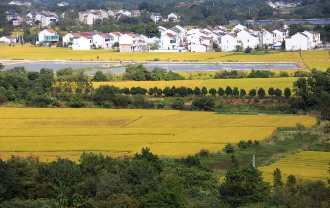 從偏僻窮村到一年80萬游客的樣板村！深挖文化讓這座村子“活”了！