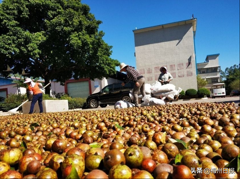 2020年廣州農(nóng)業(yè)增速創(chuàng)新高，梅州農(nóng)業(yè)投資同比增長614.9%！