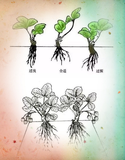 校園研學(xué)勞動(dòng)：草莓種子有性繁殖，1粒果實(shí)裂變?yōu)閹资璨葺? width=