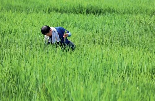 山東農(nóng)科院：首創(chuàng)“第一所長”和“產(chǎn)業(yè)研究員”制度，科研成果厚積薄發(fā)