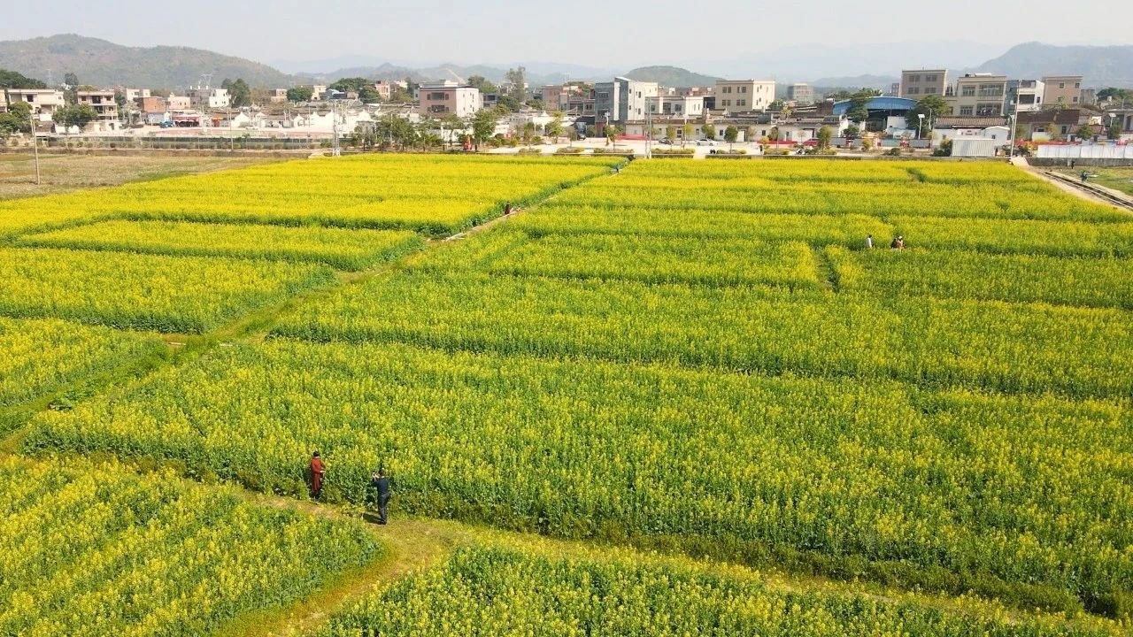 農業(yè)生產與鄉(xiāng)村旅游兩不誤，歐厝村打造農業(yè)休閑旅游精品線路