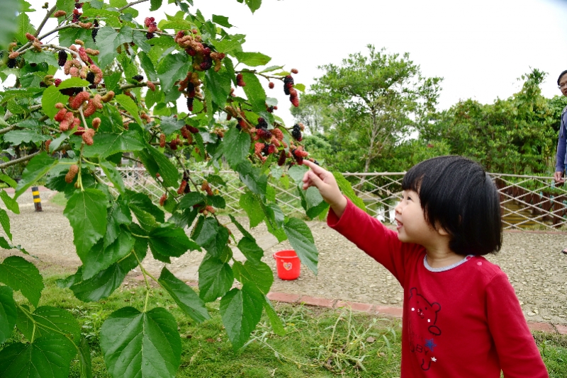 珠三角最古老的生態(tài)農(nóng)業(yè)“桑基魚塘”，今年桑果有了休閑采摘新品種