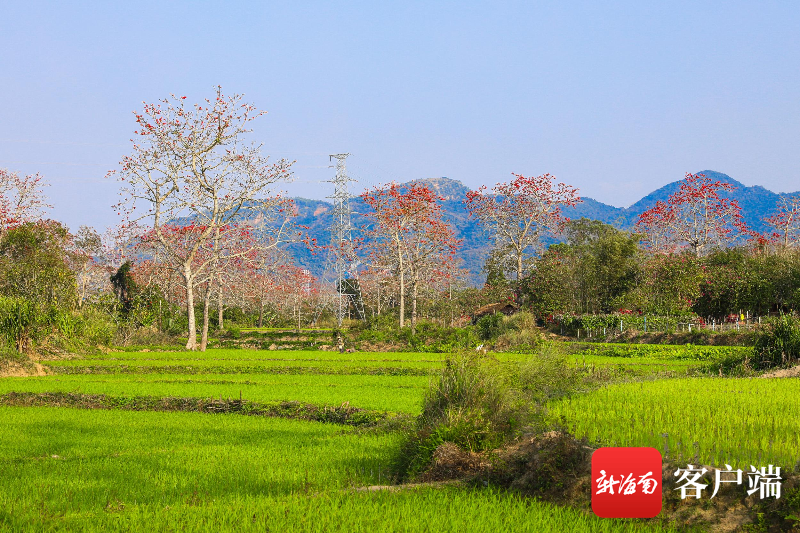 海南：走進(jìn)昌江少數(shù)民族特色村寨，已建成108個特色村寨