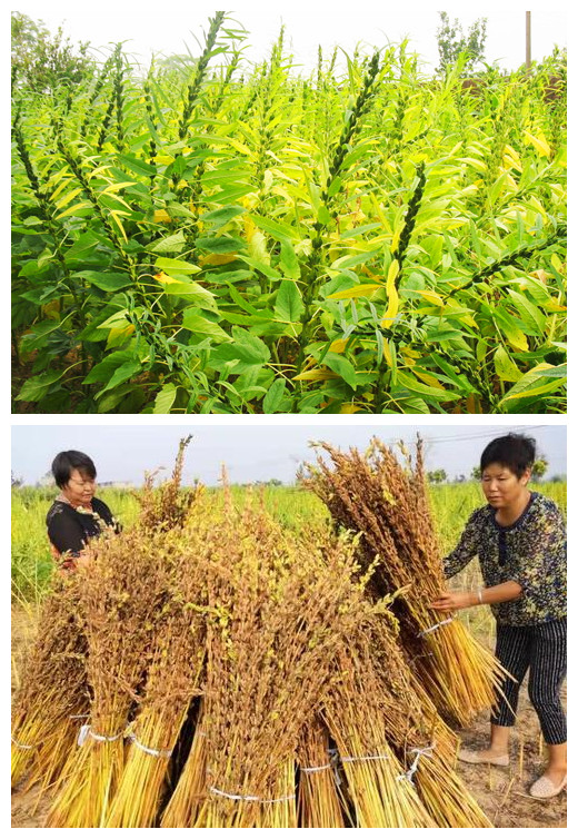 芝麻開花節(jié)節(jié)高：研學(xué)農(nóng)場的芝麻勞動實(shí)踐全周期課程