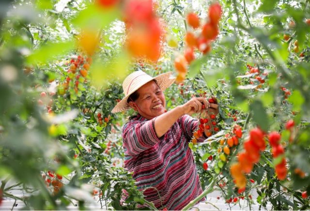 石家莊市：2021北方農(nóng)業(yè)（蔬菜）科技創(chuàng)新發(fā)展大會召開