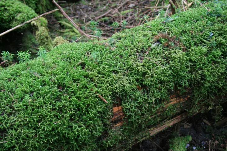 研學課程： 德國自然農法“土丘種植床”，模仿自然培育深厚的肥沃土壤 