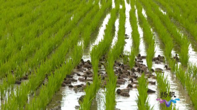 河南省農科院及新鄉(xiāng)市農業(yè)農村局推進抗災救災專項行動