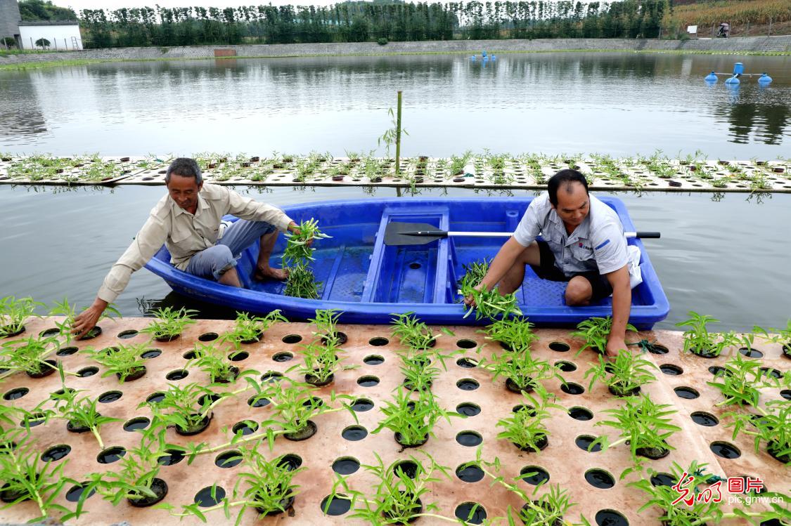 川渝農(nóng)科院魚菜共生技術(shù)受農(nóng)企青睞,糧食產(chǎn)業(yè)園區(qū)設(shè)魚稻共生基地