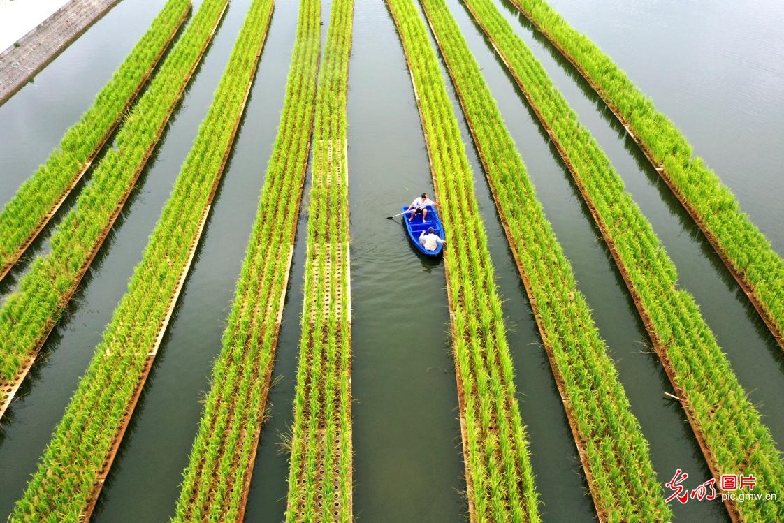 川渝農(nóng)科院魚菜共生技術(shù)受農(nóng)企青睞,糧食產(chǎn)業(yè)園區(qū)設(shè)魚稻共生基地