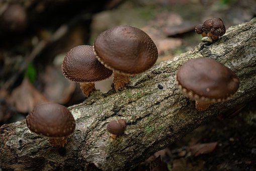 黑龍江舉行招商引資簽約儀式，湖北隨州啟幕香菇產(chǎn)業(yè)博覽會(huì)