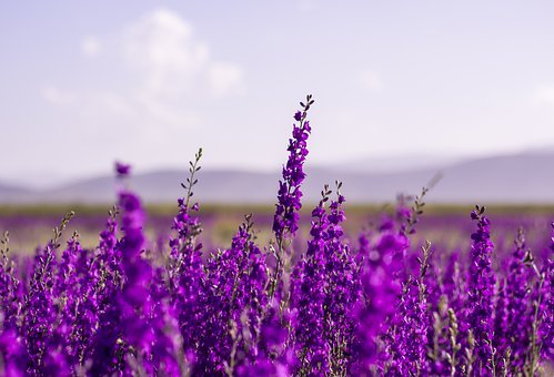 休閑農(nóng)莊花海：薰衣草種子采購(gòu)及播種、栽培方法