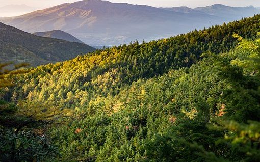 山, 日落, 森林, 樹(shù)木, 丘陵, 自然, 景觀(guān), 森林, 森林, 森林