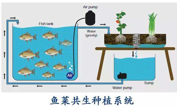 無土栽培植物工廠與魚菜共生模式農(nóng)業(yè)策劃項(xiàng)目可行性報(bào)告