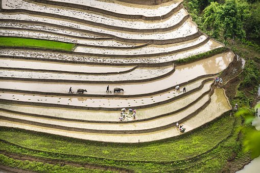 全球重要農(nóng)業(yè)文化遺產(chǎn)大會(huì)即將開(kāi)幕，我國(guó)農(nóng)業(yè)文化遺產(chǎn)數(shù)量居世界首位