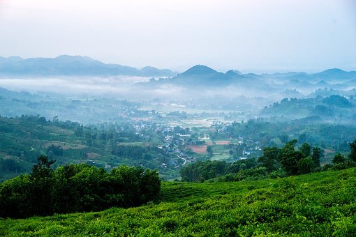 廣西擬擴大油茶種植規(guī)模，安徽潛山“五個一”機制推進(jìn)油茶產(chǎn)業(yè)發(fā)展