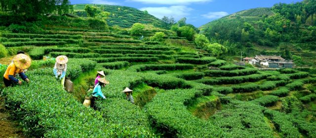 海南發(fā)布首個(gè)茶葉碳標(biāo)簽，山東東營(yíng)落地首筆濕地碳匯價(jià)值綜合保險(xiǎn)