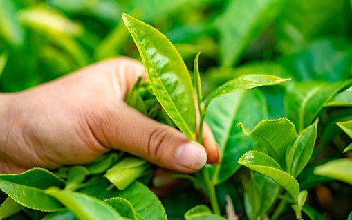 茶葉, 山, 葉子, 植物, 茶園, 茶葉, 茶葉, 茶葉, 茶葉, 茶葉