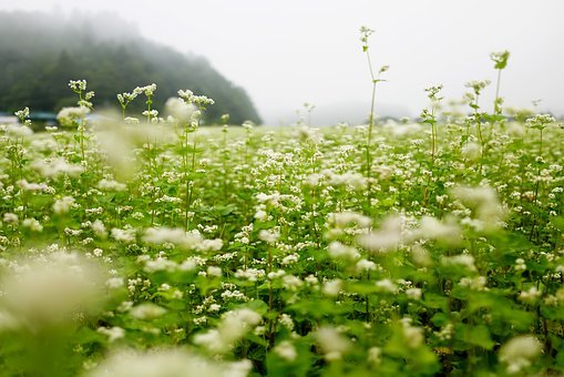 秋季, 蕎麥花, 露水, 白色的, 花, 早晨