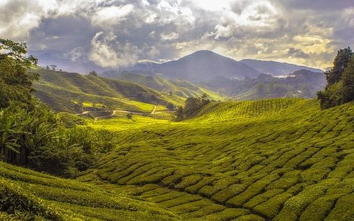 農(nóng)業(yè), 茶園, 農(nóng)田, 種植園, 農(nóng)村, 農(nóng)作物, 栽培的, 領(lǐng)域, 生長(zhǎng)