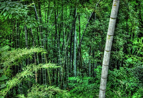 江西開發(fā)CCER林業(yè)碳匯試點項目，湖南株洲斬獲國土綠化試點示范項目