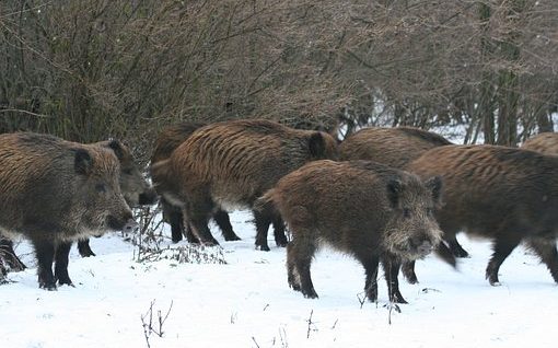 野豬, 豬, 性質(zhì), 頭發(fā), 哺乳動物, 野蠻的, 母豬, 動畫, 公豬, 森林