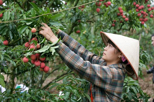 推廣新模式：拍賣果樹采摘權(quán)，賦能地理標(biāo)志農(nóng)產(chǎn)品金融化與品牌故事化