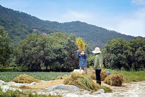 40年前的上山下鄉(xiāng)農業(yè)生產勞動VS近年實施的新時代勞動教育