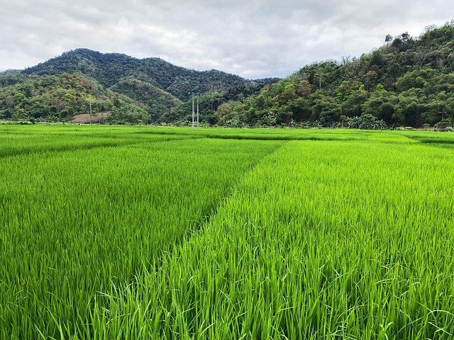 富營(yíng)養(yǎng)紫色大米：普洱市水稻老品種”開(kāi)辟出新市場(chǎng)