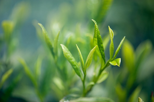 茶, 茶葉, 綠茶, 茶葉, 茶葉, 茶葉, 茶葉, 茶葉